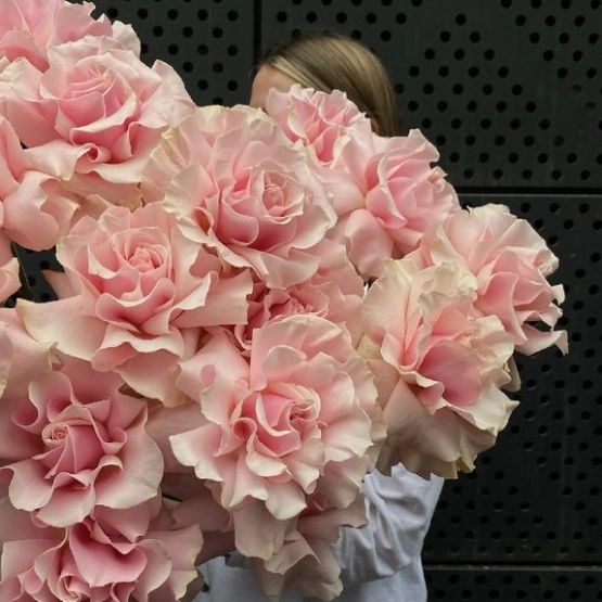 Роза французская