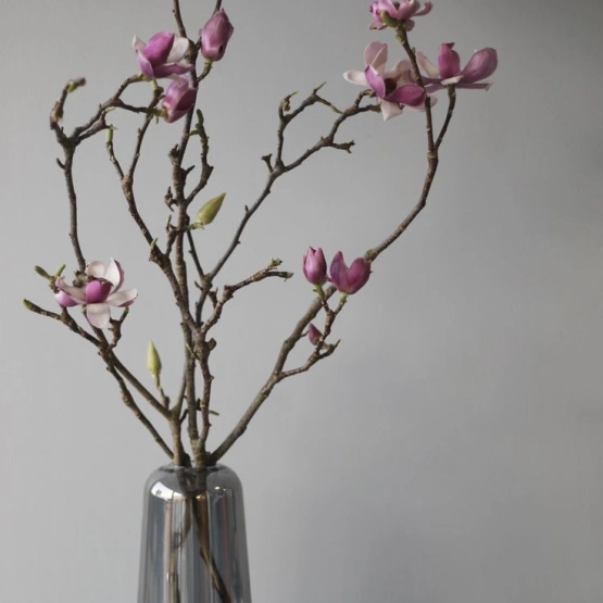 Магнолия цветущая ветка