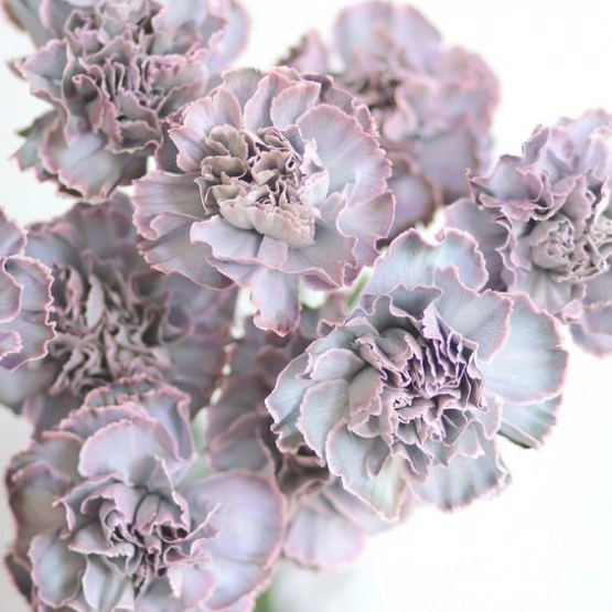 Диантус крашеный