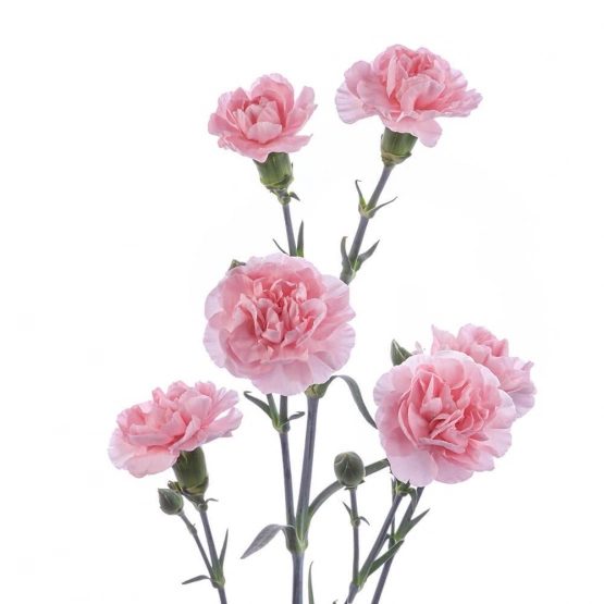 Диантус кустовой