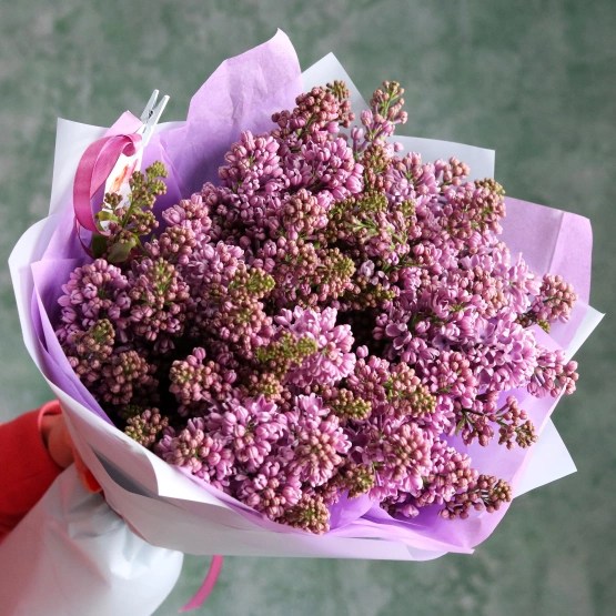 Сирень Голландская