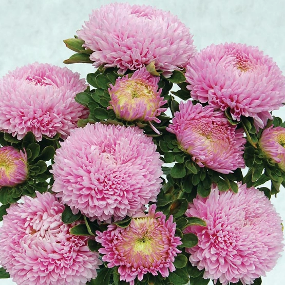 Астра кустовая