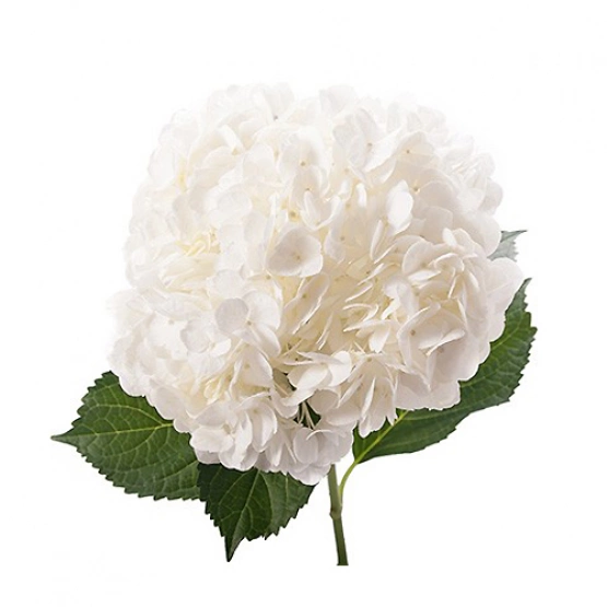 Гортензия Колумбия