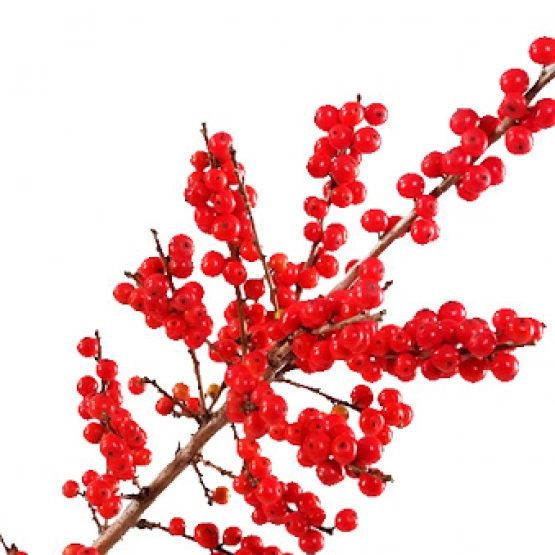 Ягода Илекс