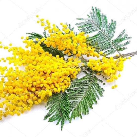 Мимоза (пучок)