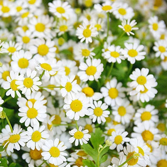 Ромашка камилла