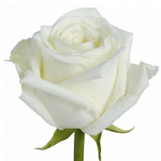 Роза 60 см