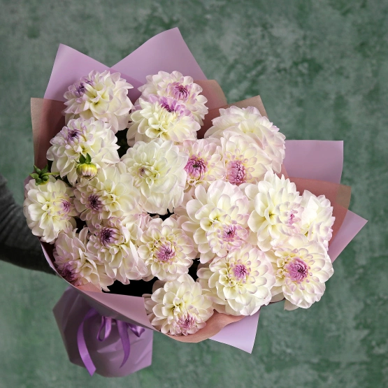 Георгин Эвелин