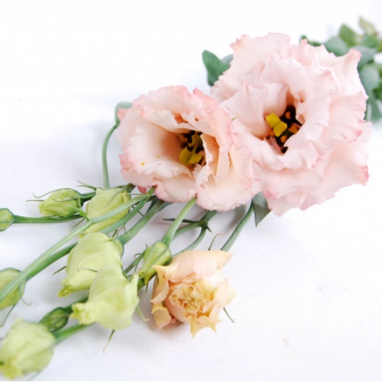 Эустома махровая