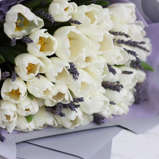 Тюльпан Голландия