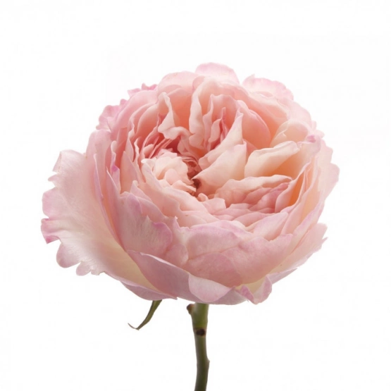 Роза пионовидная