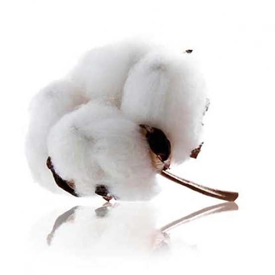 Хлопок ветка