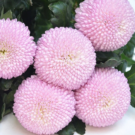 Хризантема момоко