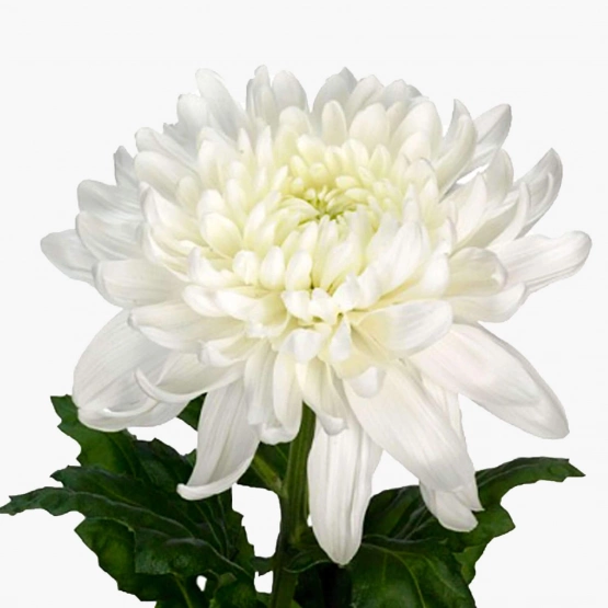 Хризантема одноголовая