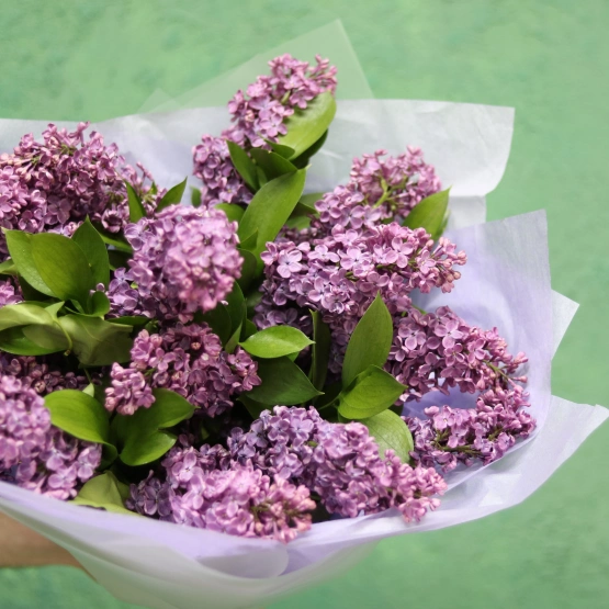 Сирень Сезонная