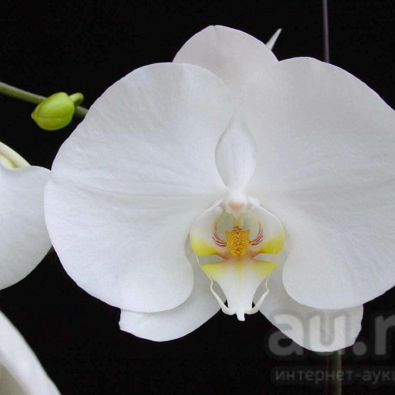 Орхидея Фаленопсис