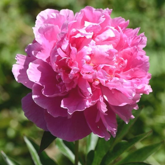 Пион Флеминг