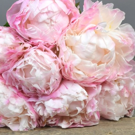 Пион Гардения