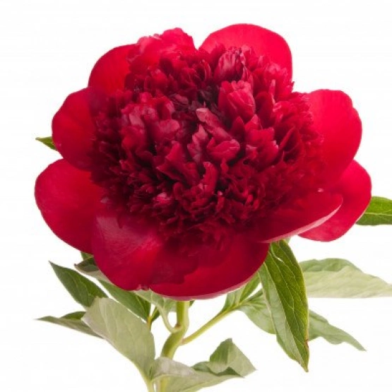 Пион Ред Шарм