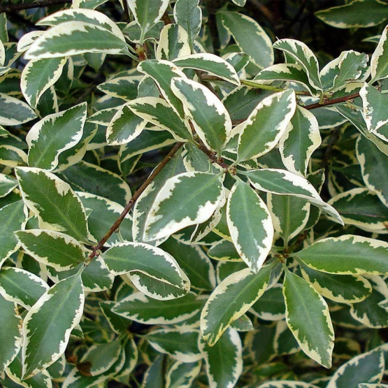 Питоспорум