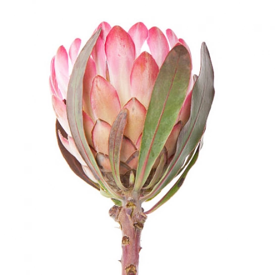 Протея мини