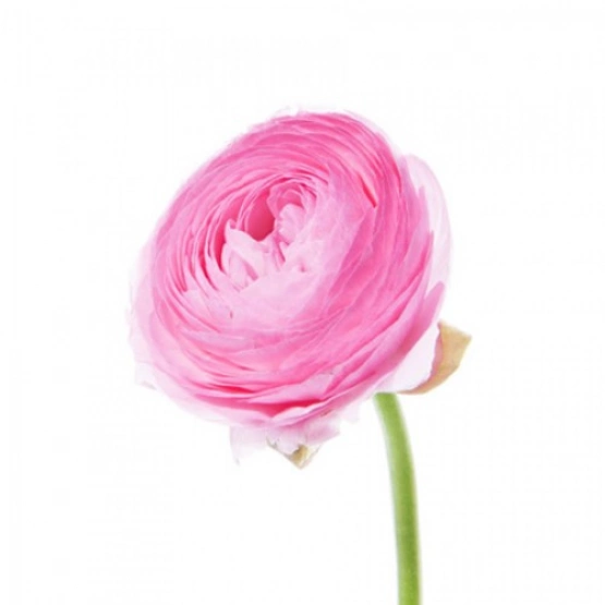 Ранункулюс мини