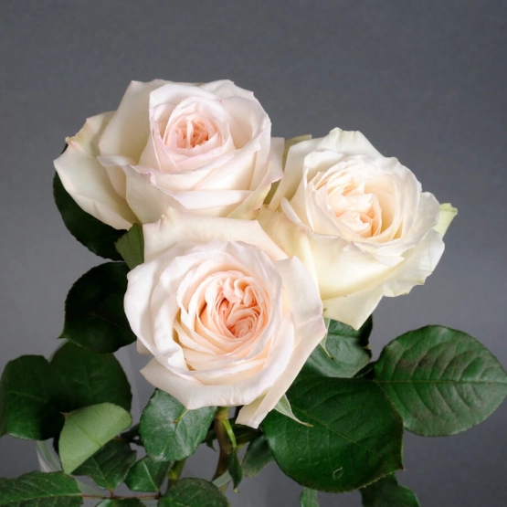 Роза пионовидная Охара (Вайт | Пинк)