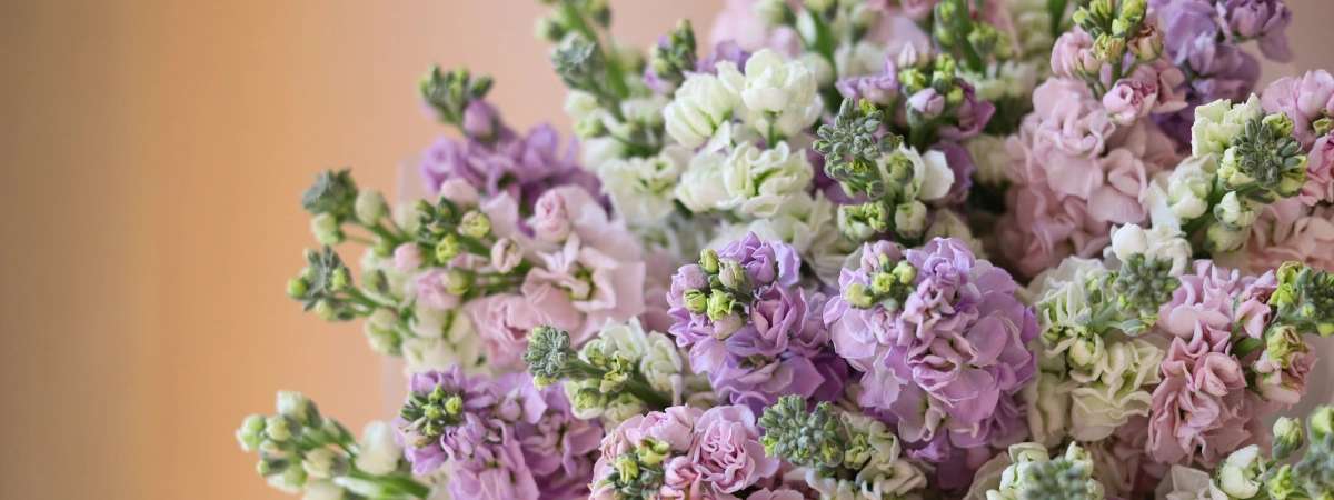 Душистая МАТТИОЛА