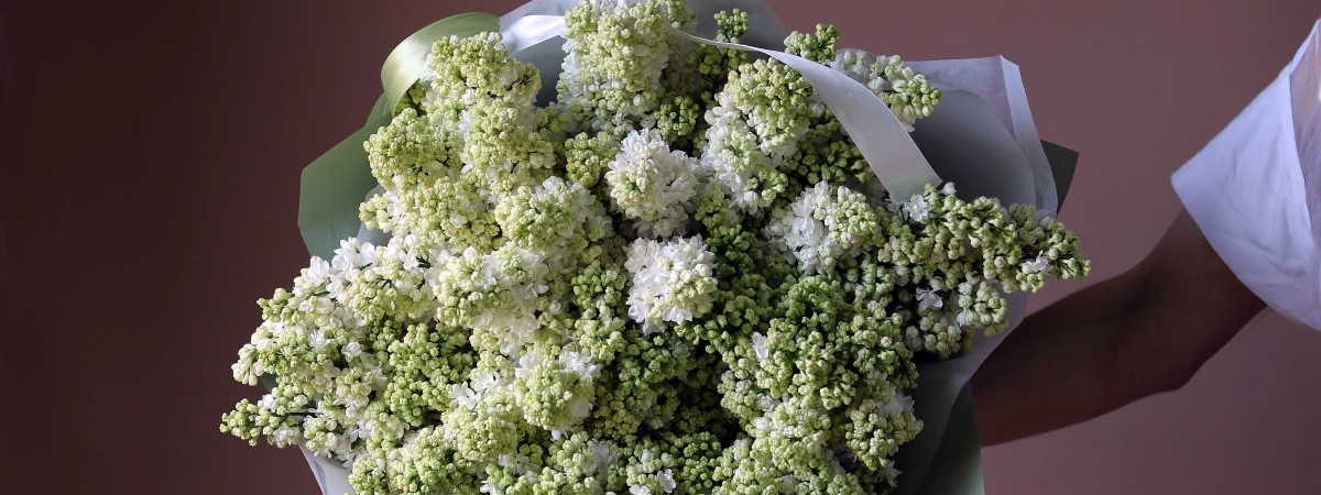 Весенняя СИРЕНЬ