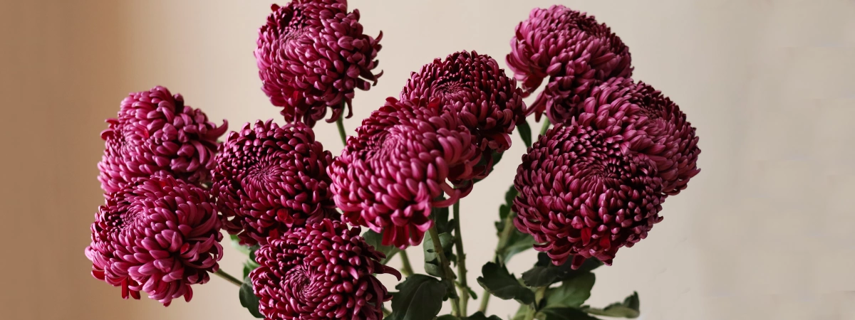 ХРИЗАНТЕМЫ