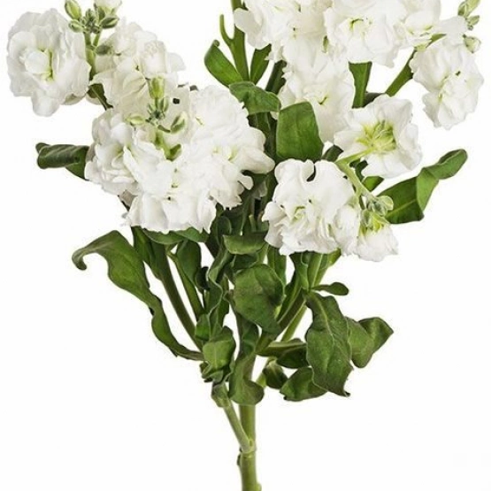 Маттиола кустовая