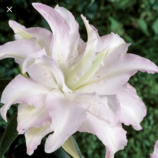 Лилия Махровая