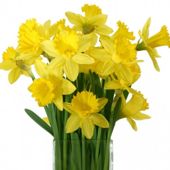 Нарцисс мини