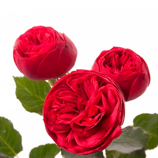 Роза пионовидная Ред Пиано