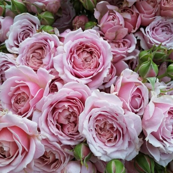 Роза кустовая Пинк Эссенс