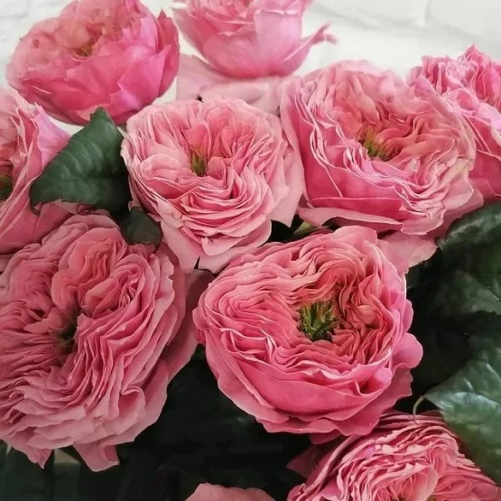 Роза пионовидная Риджентс парк