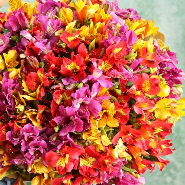 Разноцветная альстромерия