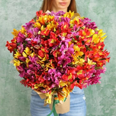 Разноцветная альстромерия