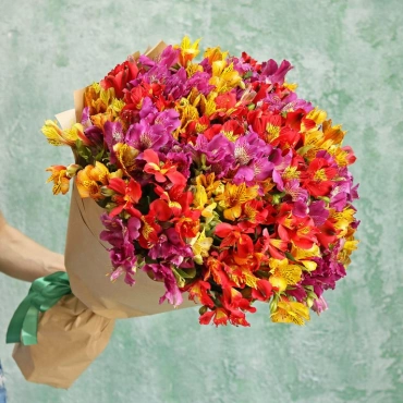 Разноцветная альстромерия