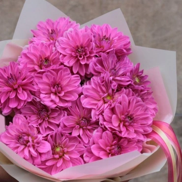 Розовые георгины букет
