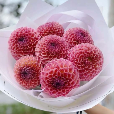 Букет из георгинов