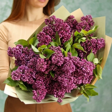 Сирень (сезонная)