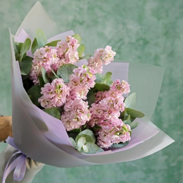 Лавандовая маттиола