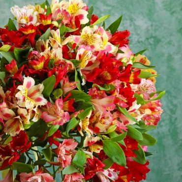 Альстромерия букет