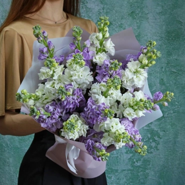 Белая и лавандовая маттиола