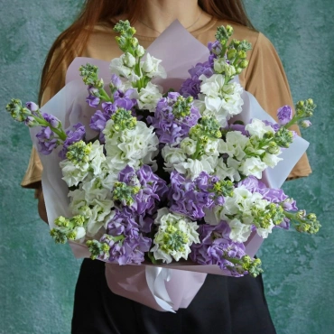 Белая и лавандовая маттиола