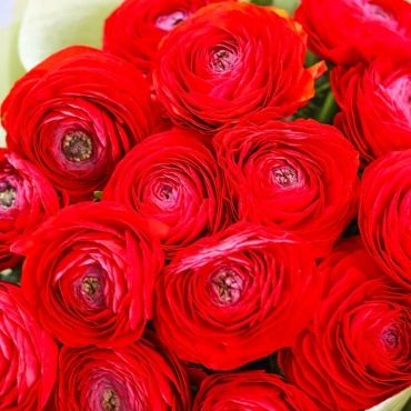 Ранункулюс красный букет