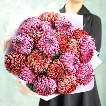 Хризантемы шаровидные