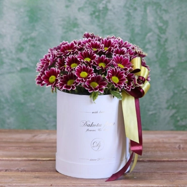 Темно-фиолетовые хризантемы в коробке