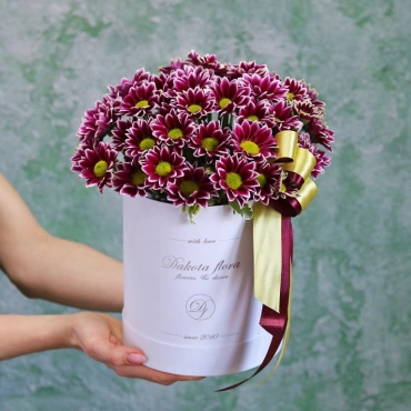 Темно-фиолетовые хризантемы в коробке